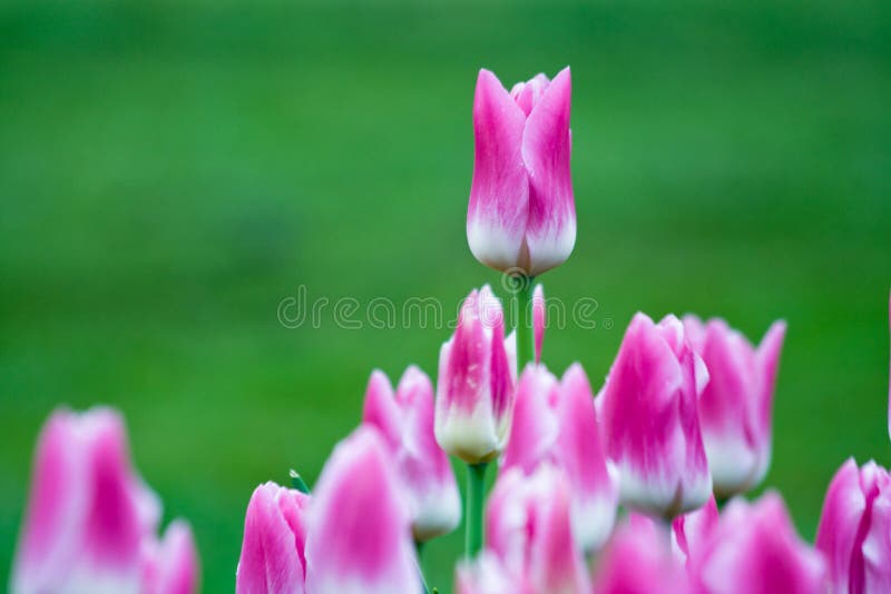 Pink tulips