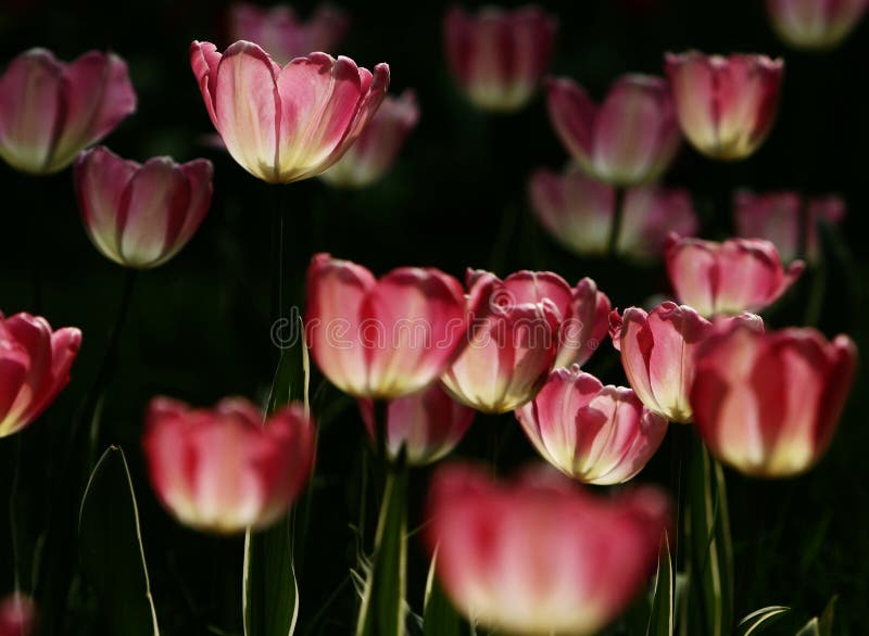 Pink tulips