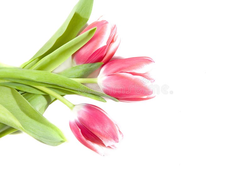 Pink tulips stock photo. Image of bouquet, flowers, green - 8085490