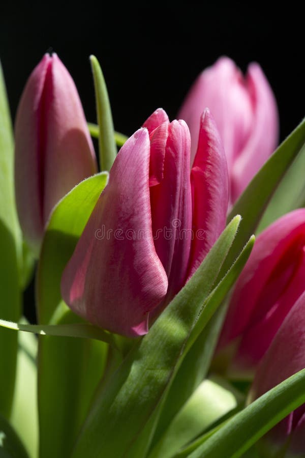 Pink Tulips Against Black Background Stock Photo Image of colorful