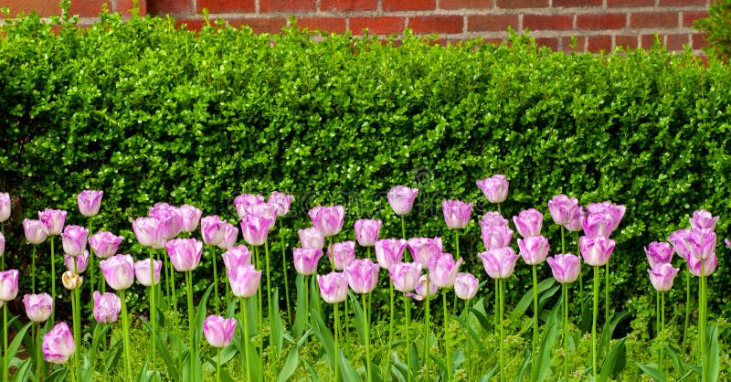 Pink tulips