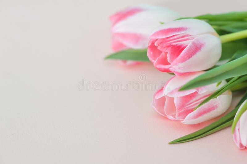 Pink tulips background