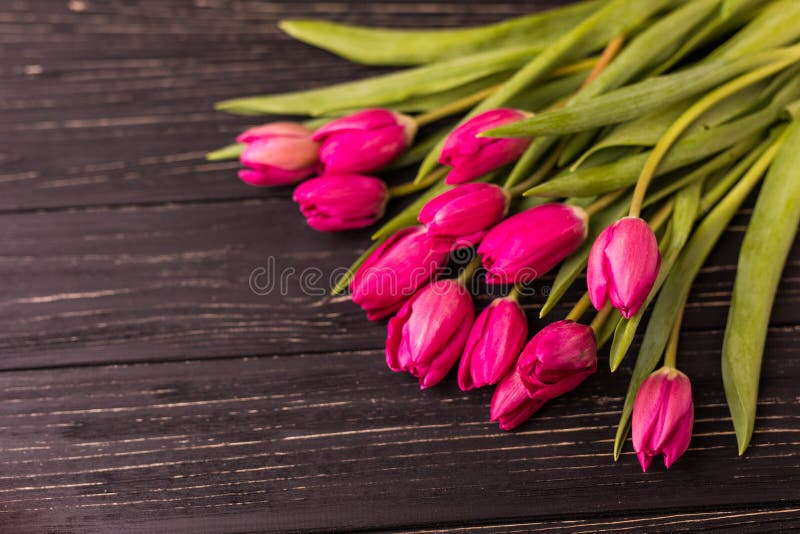 Pink tulips on the black background. Flat lay, top view. purple easter tulips arrangement with space for text