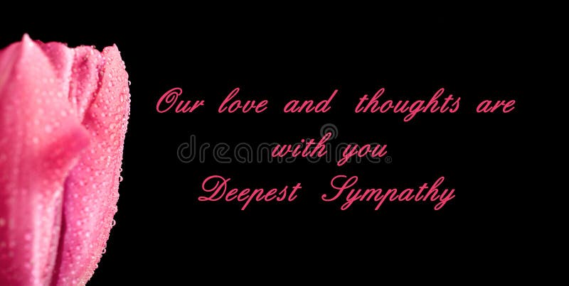 Pink tulips on black background with text condolence sympathy. Condolence letter background stock images, royalty-free photos and pictures
