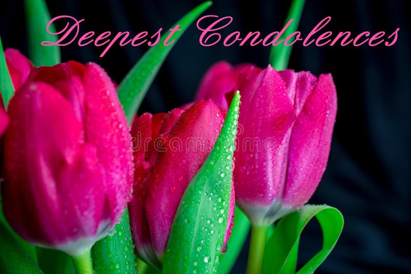 Pink tulips on black background with text condolence sympathy. Condolence letter background stock images, royalty-free photos and pictures