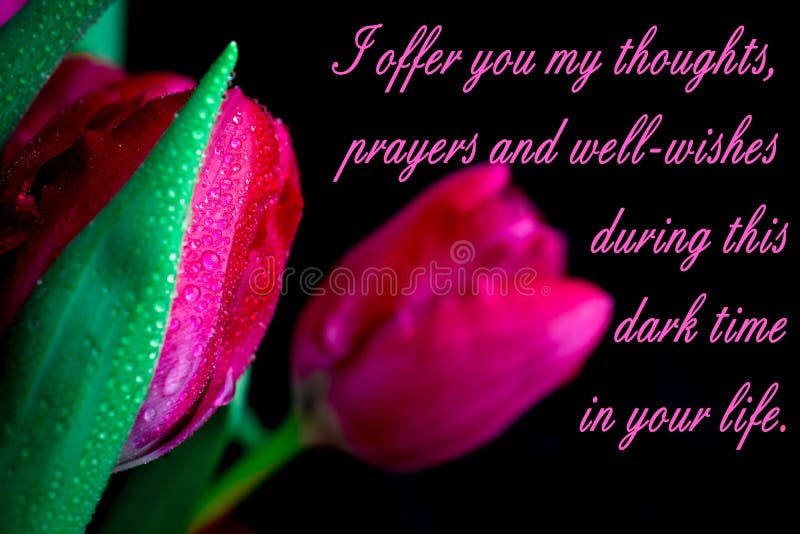 Pink tulips on black background with text condolence sympathy. Condolence letter background stock images, royalty-free photos and pictures