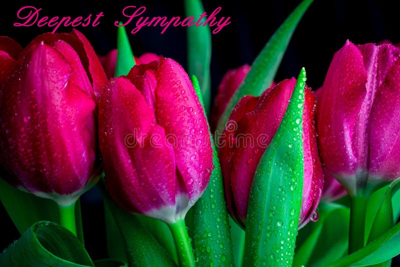 Pink tulips on black background with text condolence sympathy. Condolence letter background stock images, royalty-free photos and pictures