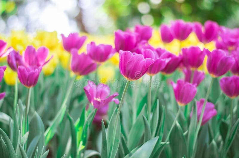 Pink Tulips Bloom in the Garden Stock Image Image of bokeh, beautiful