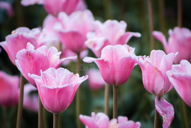 Pink Tulips in Bloom in Holland Michigan Stock Photo Image of hike