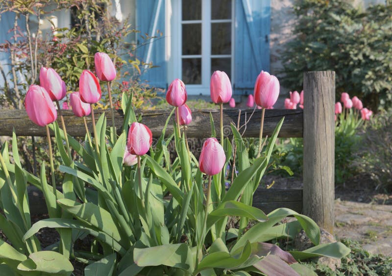 Pink tulips blooming in front of a rural house with blue shutters