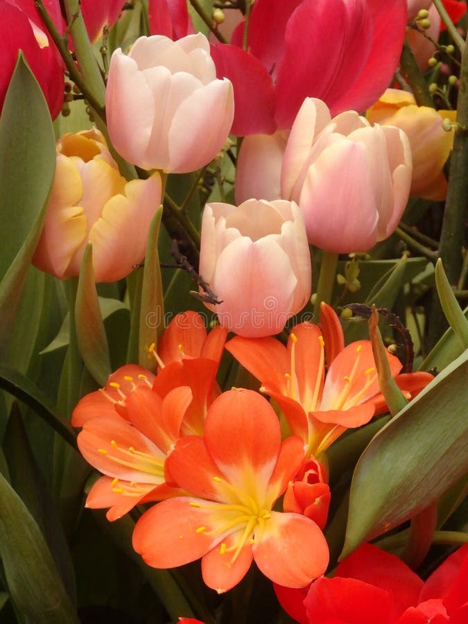 Pink Tulips in Blooming Garden Stock Image Image of flower, tulips