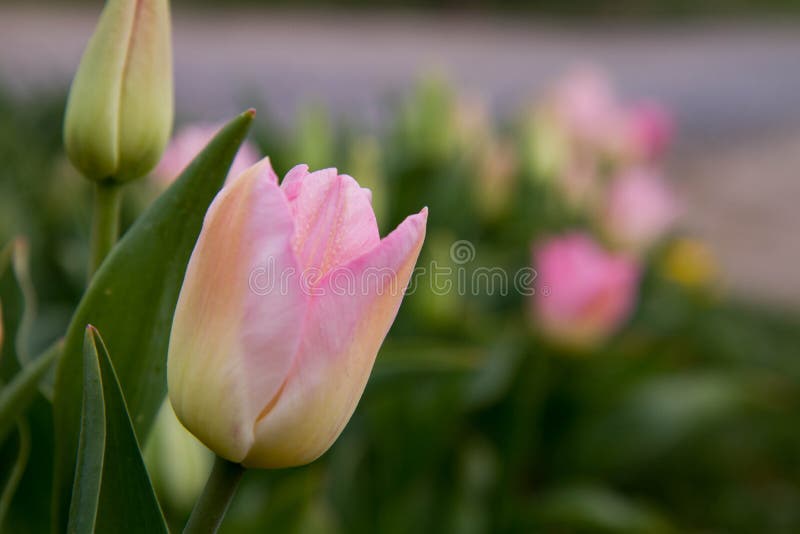 Pink tulips blooming