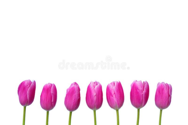 Pink tulips border isolated on white background.Copy space, top view Mothers day design weeding card.