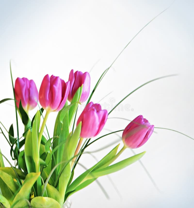 Nice tulips in close up isolated. Nice tulips in close up isolated