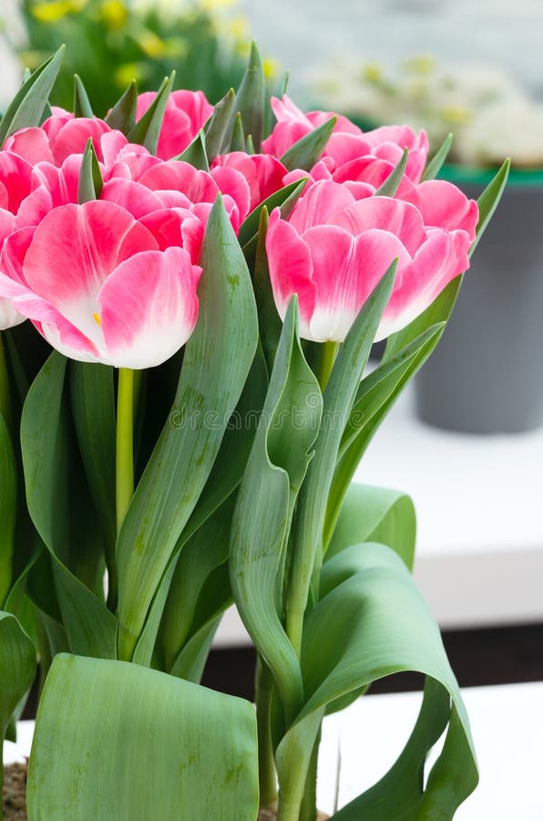 Pink tulips bouquet stock image. Image of bouquet, tulip 41015111