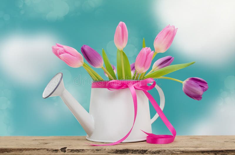 Pink tulips garden watering can and ribbon on background of blue sky with clouds stock image Pink tulips garden watering can and ribbon on background of blue sky with clouds stock image