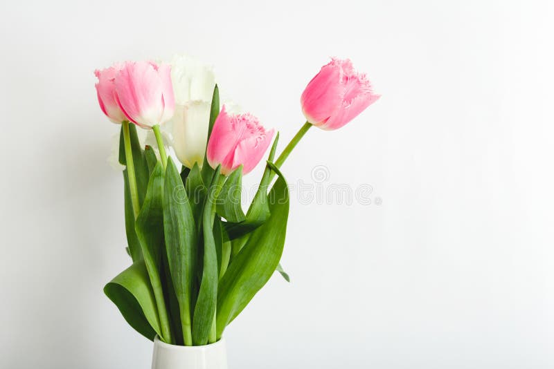 Pink tulips bouquet on white background with copy space. Bouquet of Beautiful pink and white spring tulips flowers for Mothers Day
