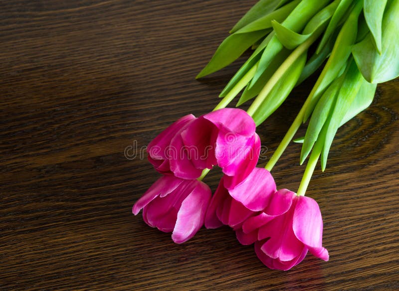 Pink Tulips on Brown Background Stock Image Image of bright, natural
