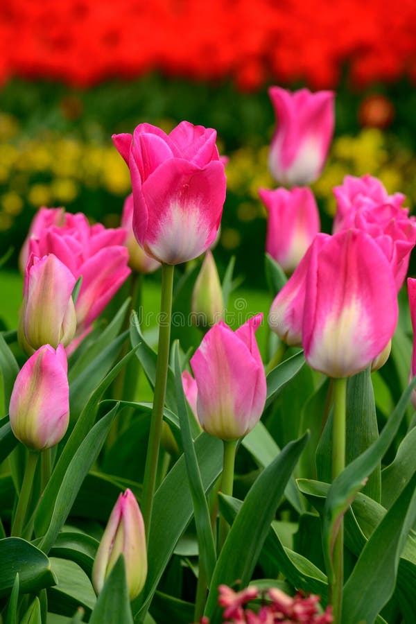 Pink tulips close up in Holland , spring time flowers in Keukenhof