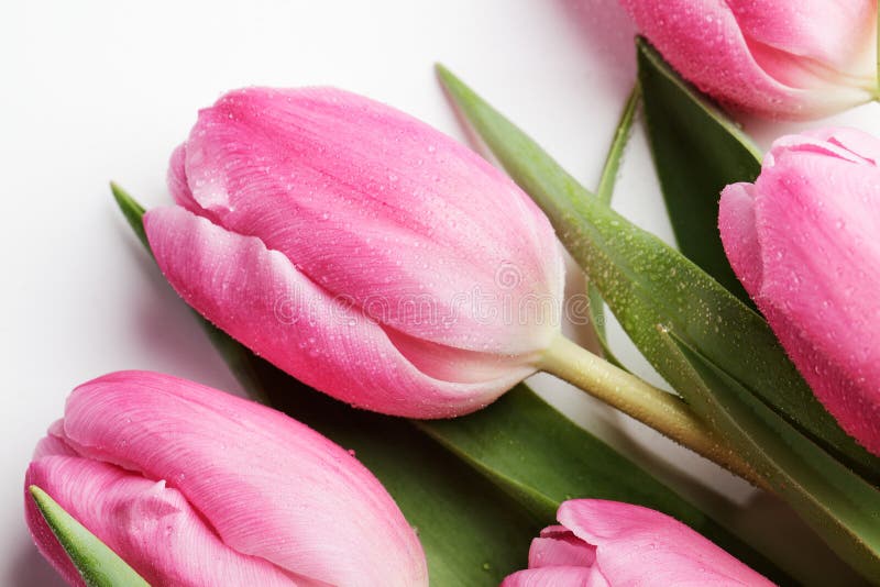 Pink Tulips with dew drops