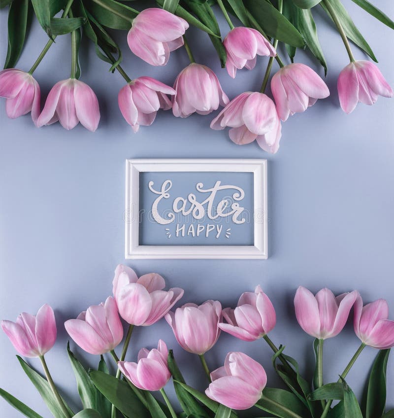 Pink tulips flowers on blue background with frame for text. Waiting for spring. Happy Easter card. Flat lay, top view royalty free stock image