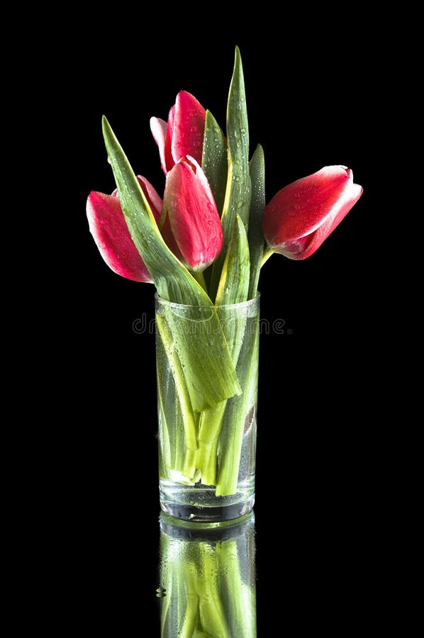 Pink tulips in a glass vase on a black background