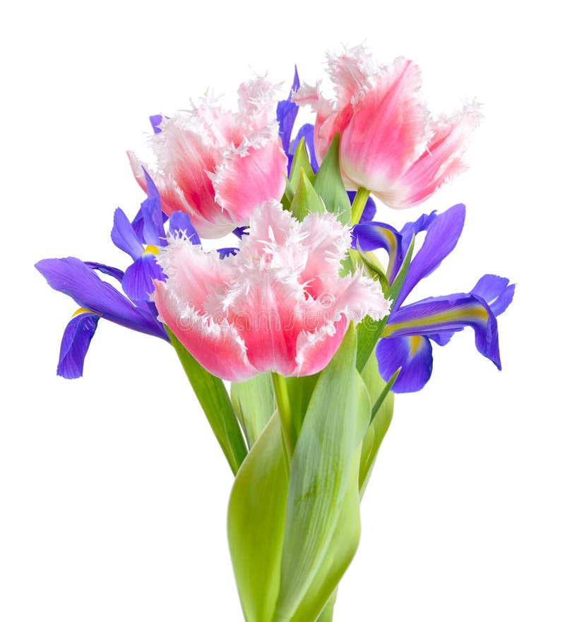 Pink tulips and irises isolated on white background royalty free stock image Pink tulips and irises isolated on white background royalty free stock image