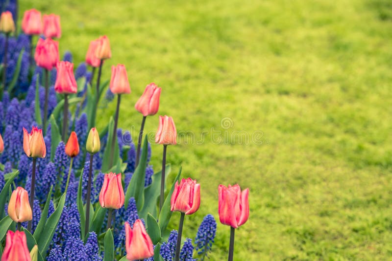 Pink tulips and Muscari hyacinth field