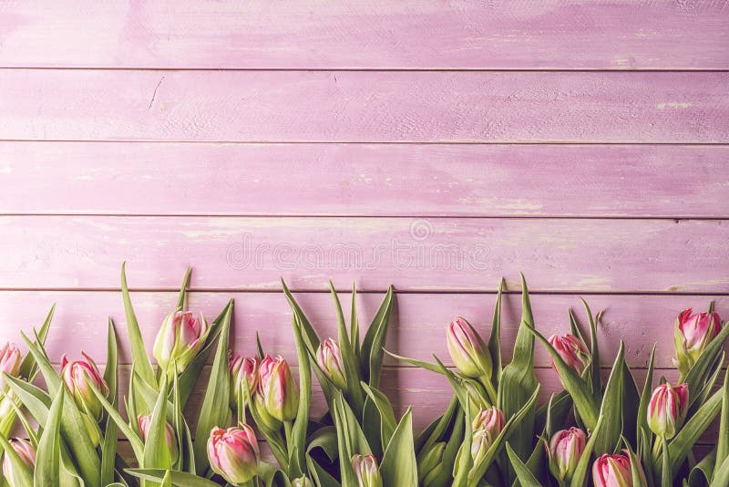 Pink tulips on pink wooden background, happy easter, springtime