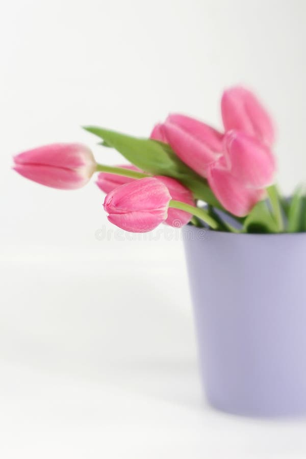 Pink Tulips in a Purple vase