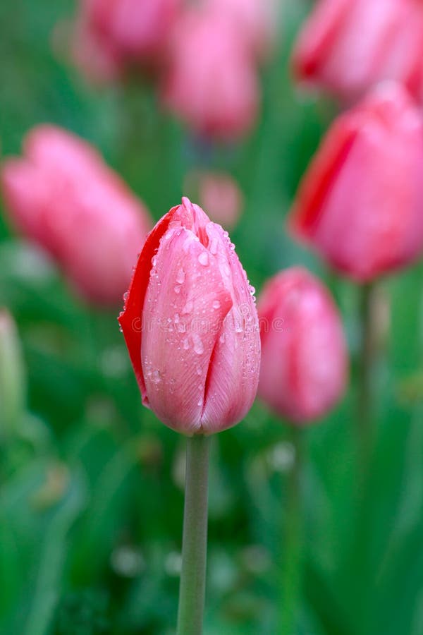 Pink tulips in rain stock photo. Image of colorful, bouquet 19049498