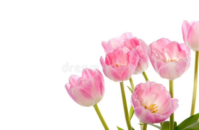 Pink tulips in the right corner