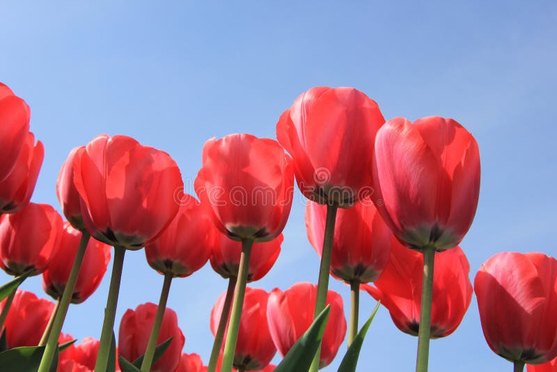 Pink tulips stock photo. Image of colorful, color, macro 84015932