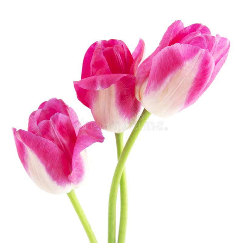 Pink tulips