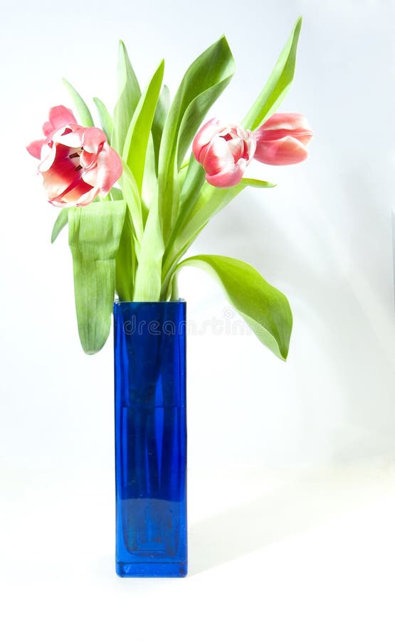 Pink tulips in vase