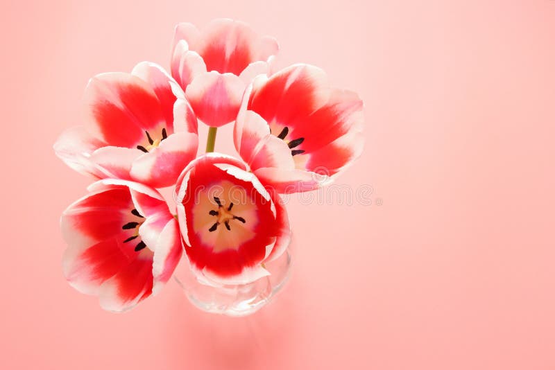 Pink tulips in vase with pink background top view, spring