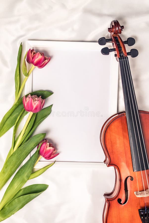 The Pink Violin stock photo. Image of fiddles, white, music 262260