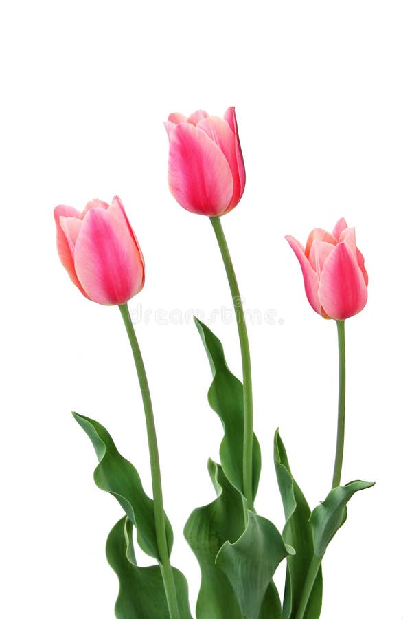 Three Pink Tulips on White