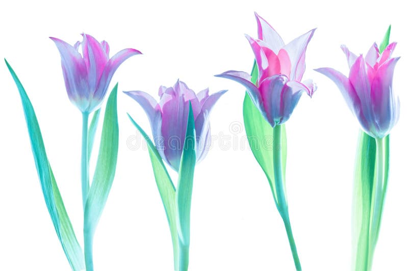 Pink tulips on white isolated background