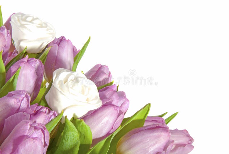 Pink tulips and white roses royalty free stock photography Pink tulips and white roses royalty free stock photography