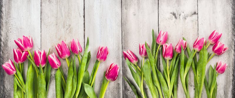Pink tulips on white wooden background, banner royalty free stock image Pink tulips on white wooden background, banner royalty free stock image