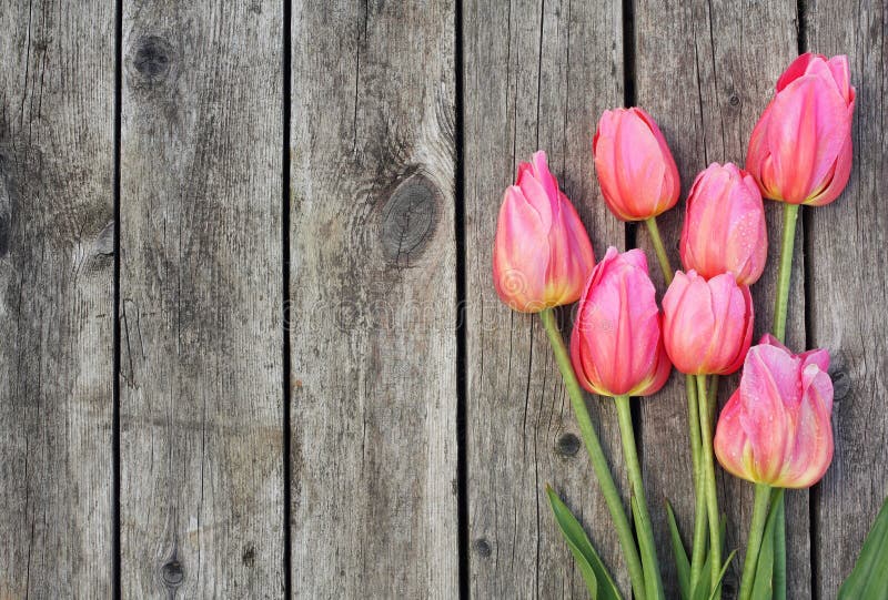 Pink Tulips on Wooden Planks