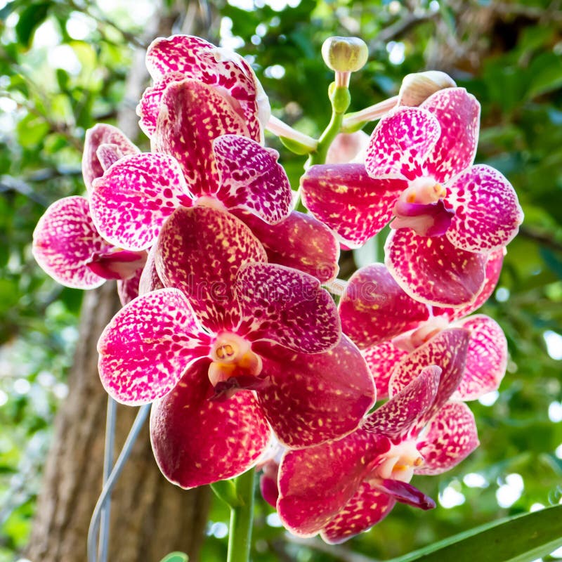 Pink Vanda Orchid. Close Up in Anchieta, Brazil. Stock Image - Image of  leaf, beautiful: 188677843
