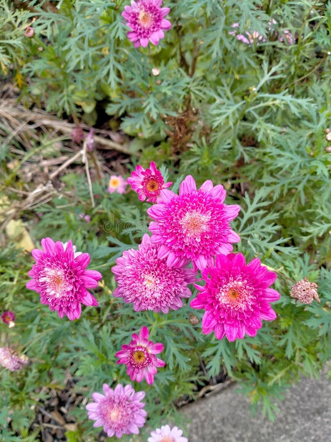 Pink Vegetable Peeler Isolated on White Background. Stock Photo Image