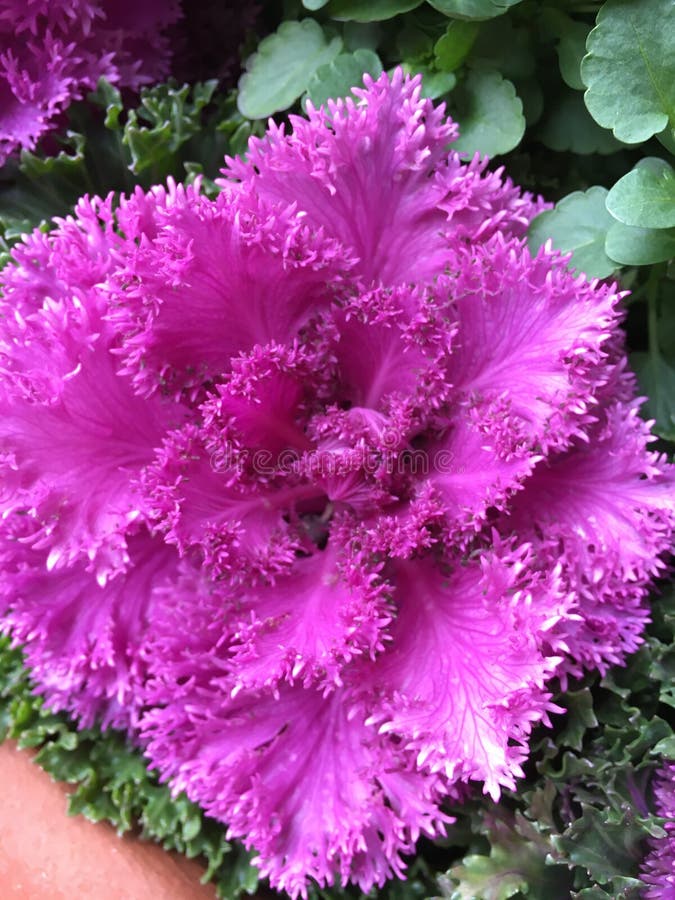 Pink Vegetable Peeler Isolated on White Background. Stock Photo Image