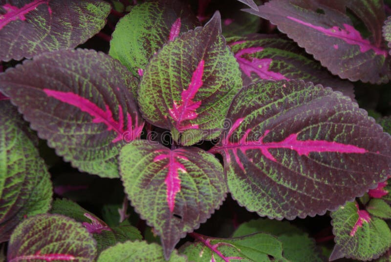 Pink Veins stock photo. Image of greenery, leaves, close 13976306
