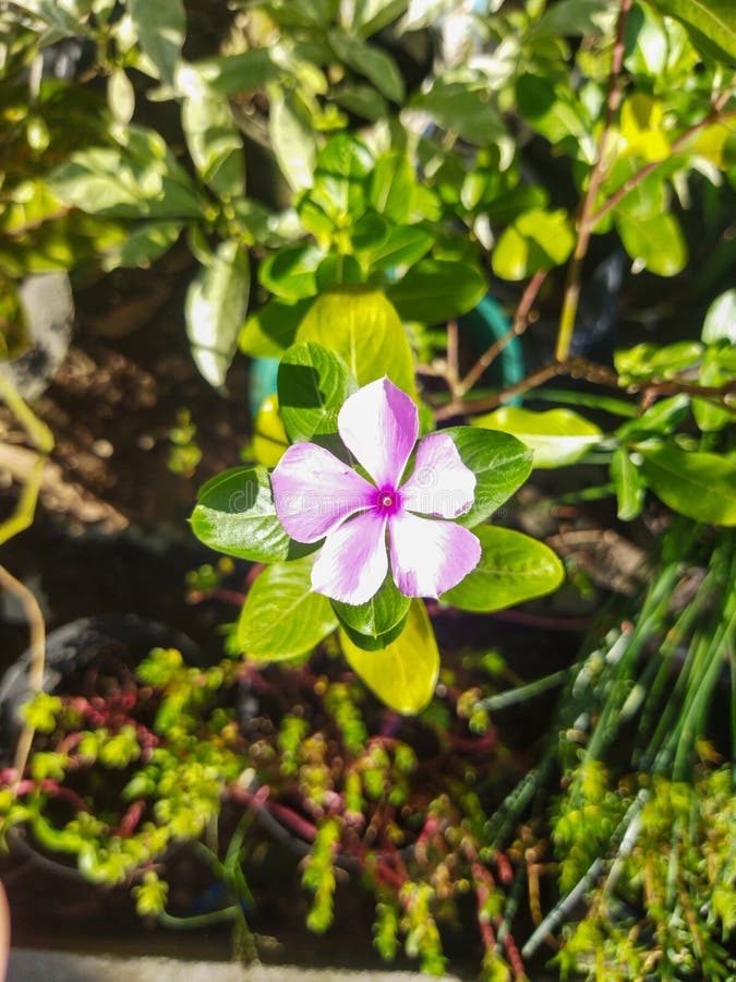A Pink Vinca Flower Blooms in the Morning. Stock Image Image of