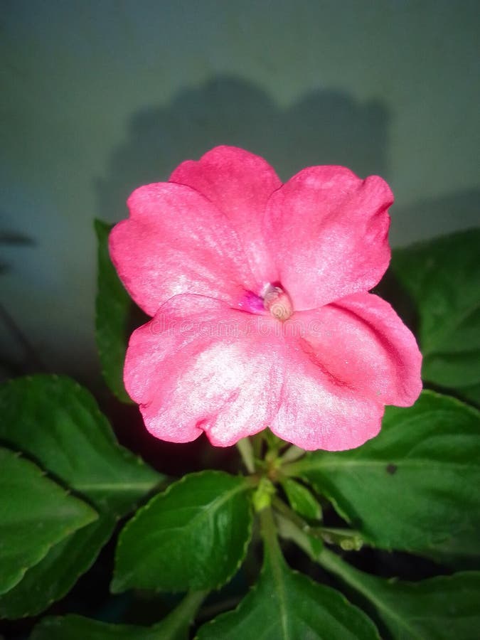 Pink Vinca Flower in a Garden Stock Image Image of plant, flower