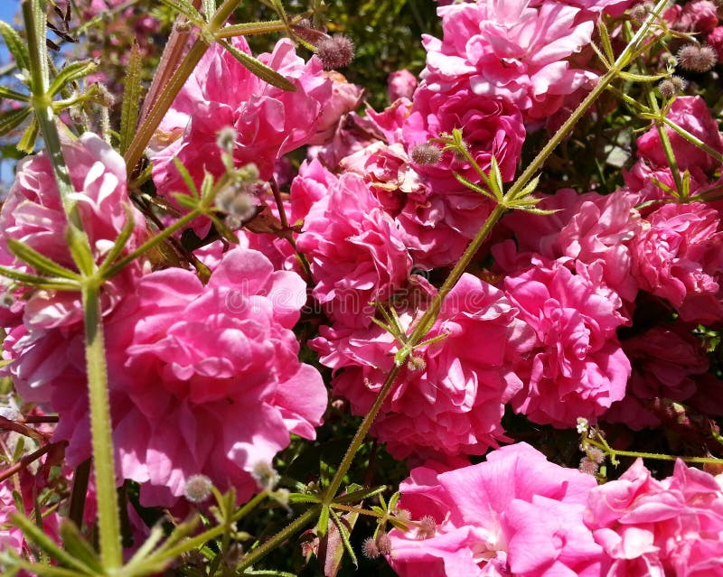 Pink Vine Flowers stock photo. Image of colorful, floral 96628390