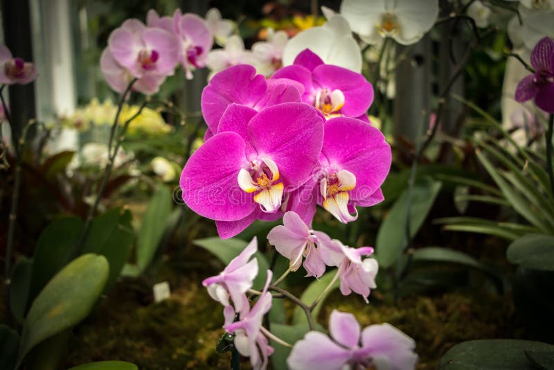 Violet Orchid stock photos Violet Orchid stock photos
